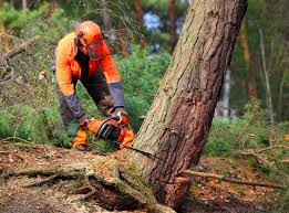 How Our Tree Care Process Works  in  Mount Washington, KY