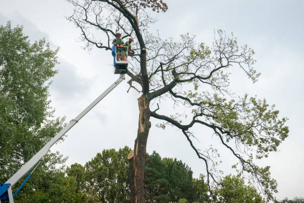 Best Storm Damage Tree Cleanup  in Mount Washington, KY