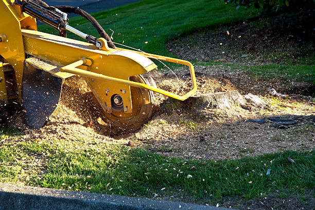  Mount Washington, KY Tree Removal Pros